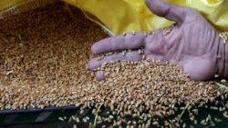 A worker collects wheat from grain silos in Egypt