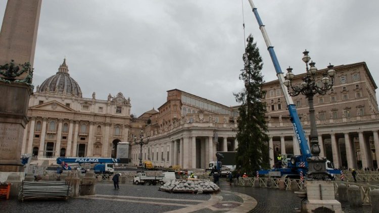 L'arrivo dell'abete da Ledro (Trento) che sarà l'albero di Natale 2024 di Piazza San Pietro 