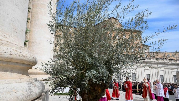 El olivo en Plaza de San Pedro para el Domingo de Ramos