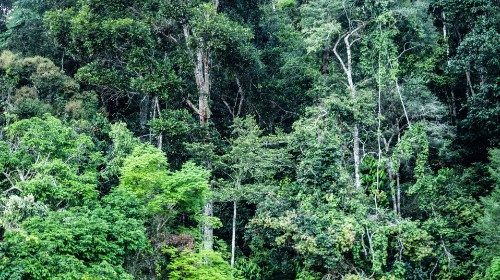 Le Brésil au cœur du problème amazonien