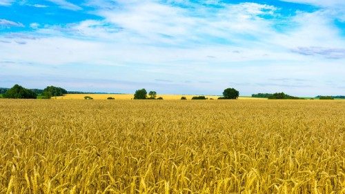 Santa S&eacute;: guerras e clima extremo s&atilde;o letais para os sistemas alimentares globais