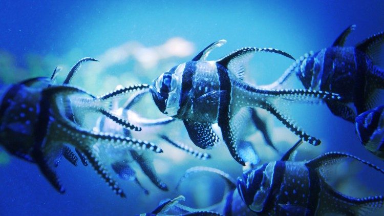 La protection des fonds marins, priorité de l'action environnementale de Monaco. 