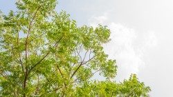 नीम का पेड़