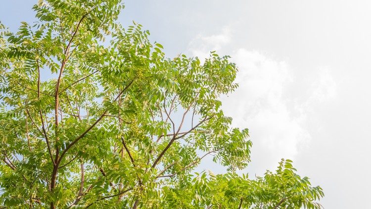 नीम का पेड़