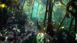 Papa Francisc lucrează la o actualizare a enciclicei Laudato si' (imagine simbolică)