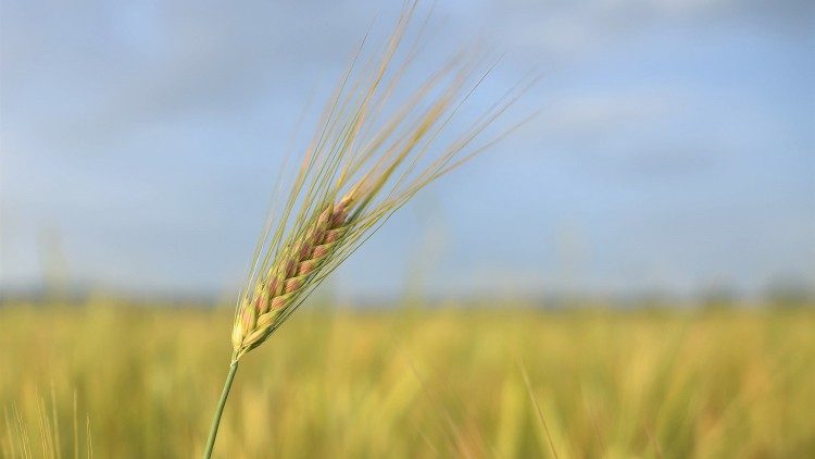 2020.07.07 Vangelo del giorno messe grano