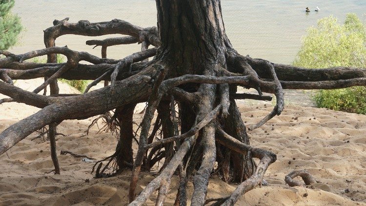2020.08.04 Vangelo del giorno radici albero 