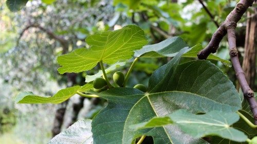 Pavens preken på Verdensdagen for de fattige