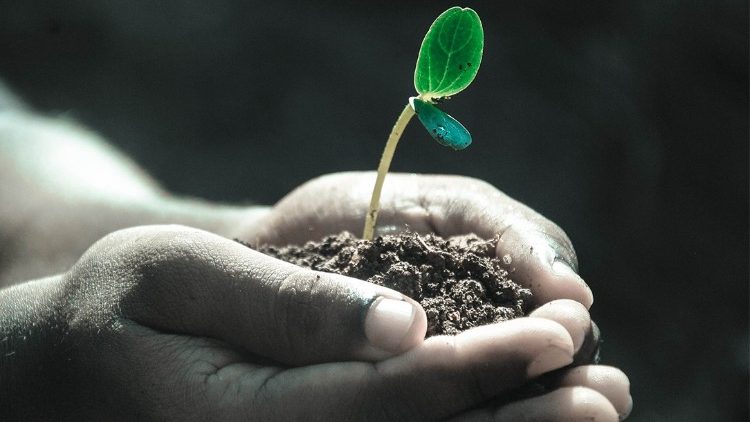 Paavi pohti keskiviikon yleisvastaanotolla luomakunnasta huolehtimista osana kokonaisvaltaista kääntymystä.