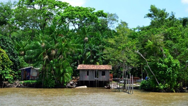 Floresta amazônica, Brasil 