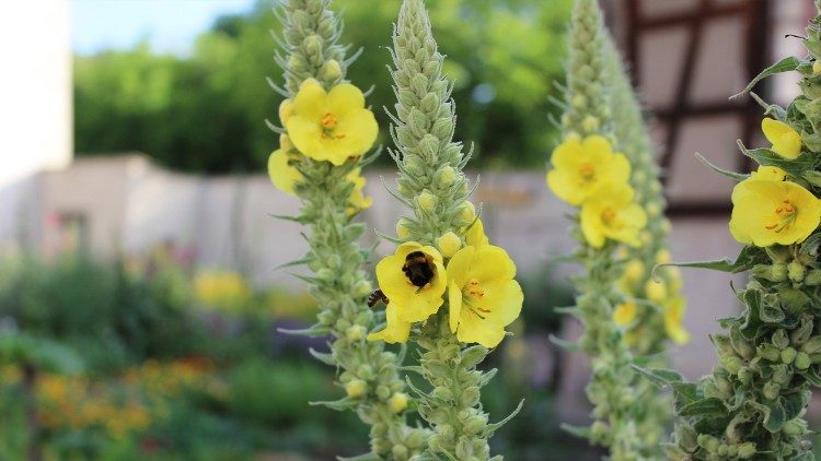 Blumen in einem Klostergarten in der Schweiz