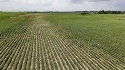 Por uma agricultura eficiente