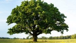 Leon XIV wystosował przesłanie na Światowy Dzień Modlitw o Ochronę Świata Stworzonego