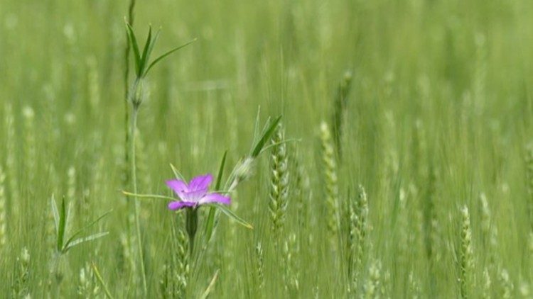 காட்டுப்புல்லின் அழகு