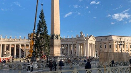 Árvore de Natal proveniente da região italiana do Piemonte chega à Praça São Pedro