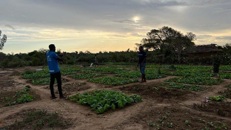 Une photo du jardin potager dans la Commune de Marolinta, R&eacute;gion Androy au Sud de Madagascar. Photo prise par To Filamatra/CRS