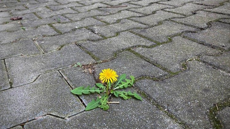 «Livet spirer fram, selv på de mest uventede steder»