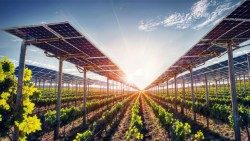 So sieht eine Agrovoltaik-Anlage aus