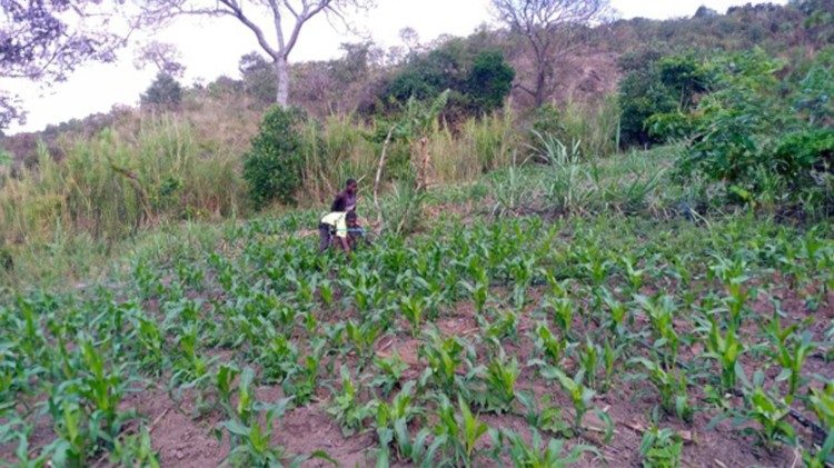 Beneficiaries of solar lights saved money by buying water pumps for irrigation. They are now able to plant maize almost three times a year.