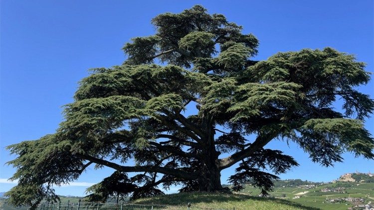 Il cedro della morra, sulla collina Monfalletto in Piemonte.  ©Tiziano Fratus