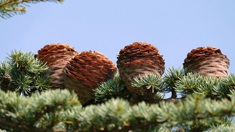 I coni (pigne) e gli aghi di un Cedro del Libano (Cedrus libani) ©pixaby 