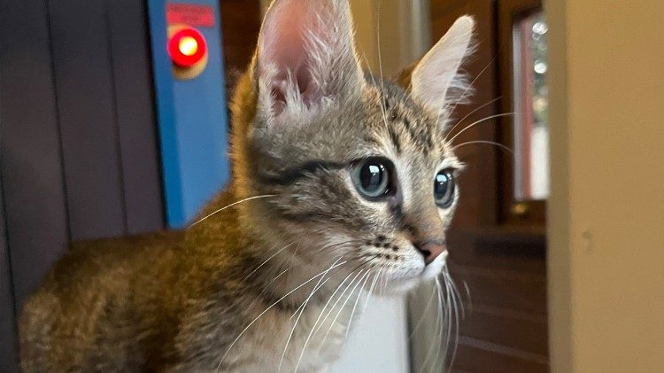 Diese Mieze lebt rund um die Sicherheitsschleuse des Phanar. Hier sitzt sie auf dem Röntgenscanner, mit dem die Taschen der Besucher kontrolliert werden