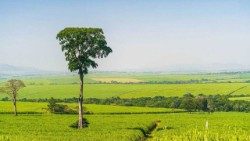 அழகிய இயற்கைக் காட்சி    