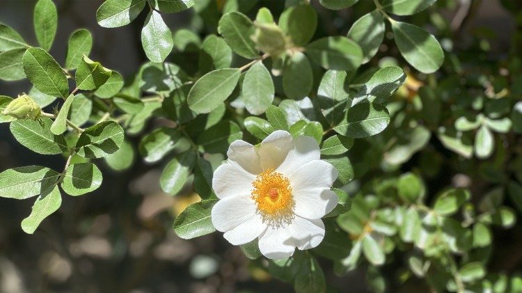 Una rosa rara coltivata nei Giardini