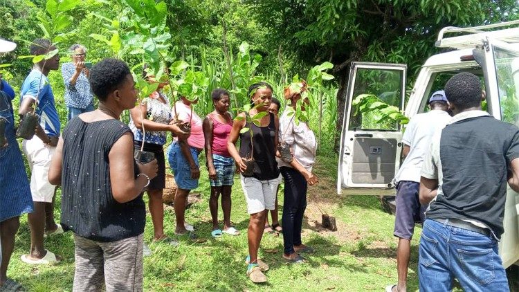 Distribución de plantas para la producción agrícola.