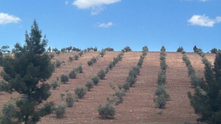 Collines plantées de jeunes arbres  (©Antonella_Palermo)