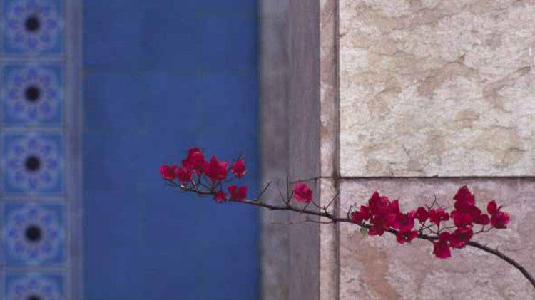 Bougainvillea nel mausoleo di Sa’adi, Shiraz, Iran, 1992