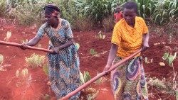 Frauen bei der Feldarbeit (Foto: Stefan Hauser)