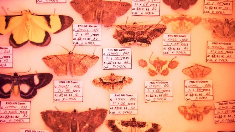 Insect specimens collected via a light trap the previous evening at the NFI camp near Kupiano, Papua New Guinea.