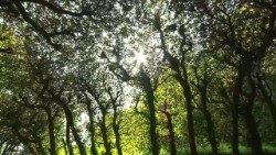 Mennesket skal beskytte den jord, der er blevet os betroet, siger pave Leo i sit budskab til bønsdagen for skaberværket.