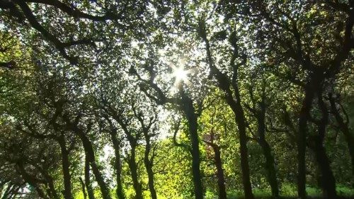 Papa: Acción urgente por la justicia ambiental. La creación no es un campo de batalla