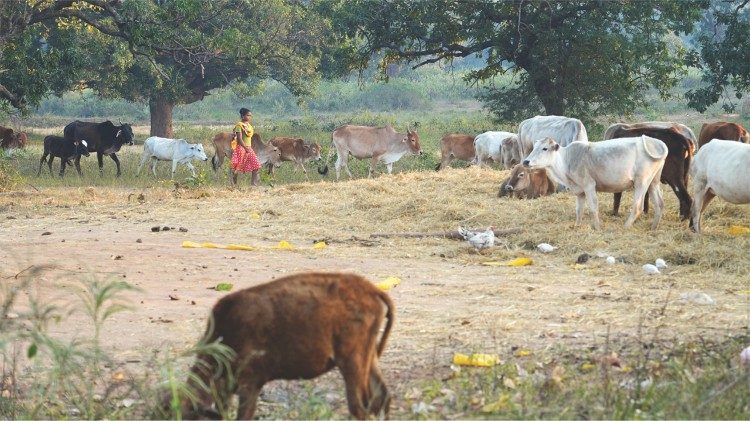 The livelihood of the Adivasi in Chhattisgarh state includes raising cattle and growing rice. (Photo: Sajeendran V.S. - CNEWA)