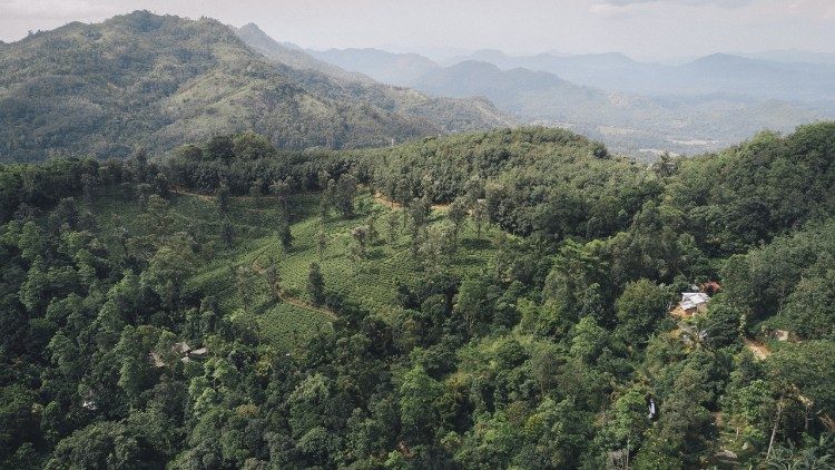 Im Hochland Sri Lankas liegt die Teeplantage Dammaria, wo die Misereor-Partnerorganisation Caritas Sri Lanka-SEDEC aktiv ist. SEDEC arbeitet dort mit 178 Familien zusammen. (c) Kathrin Harms | Misereor