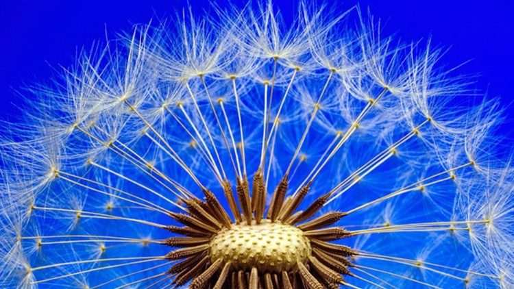 2025.03.28 fiori flowers