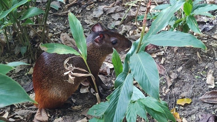 A friendly Capybara