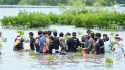 Communities came together to plant to plant 1,000 mangrove seedlings, wading into the muddy water not optional
