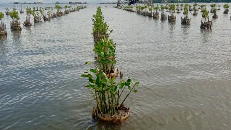 मैंग्रोव को परिपक्व होने में दशकों लगते हैं, लेकिन सिस्टर विन्सेंटिया सबरीना एच.के. ने कहा कि समुदाय में पहले से ही परिवर्तन देखा जा रहा है (© मैथियास हरियादी - LiCAS न्यूज़)