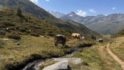 Cows grazing in Switzerland