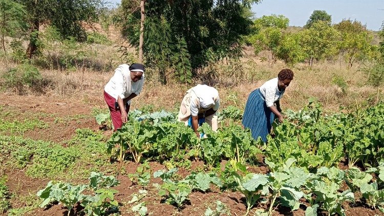 सिस्टर जोसेफिन अन्य किसानों के साथ काम करती हुई
