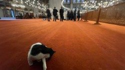 Eine Katze putzt sich in der Blauen Moschee, im Hintergrund der Papst und Honoratioren (Foto: Christine Seuss)