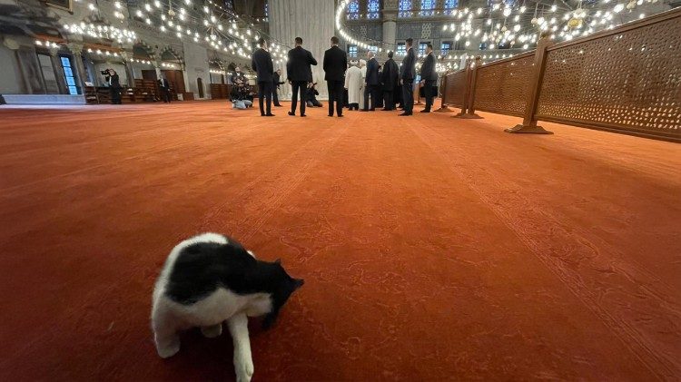 Eine Katze putzt sich in der Blauen Moschee, im Hintergrund der Papst und Honoratioren (Foto: Christine Seuss)
