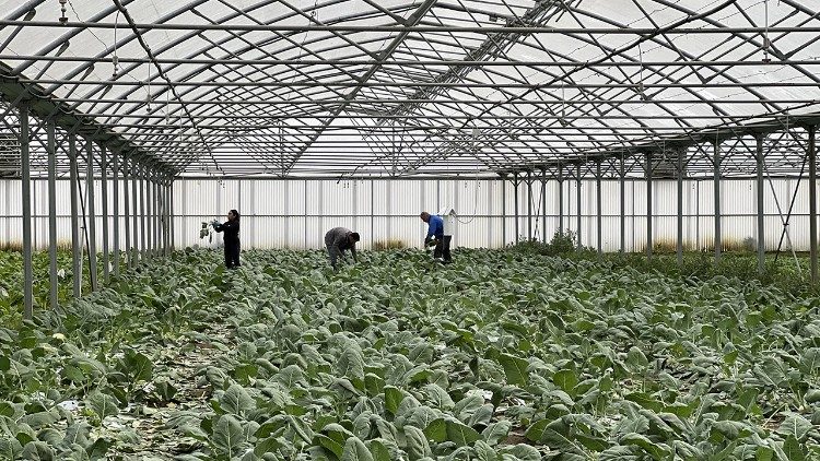 Le serre dove vengono fatte le coltivazioni