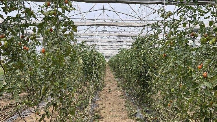 I filari di pomodori