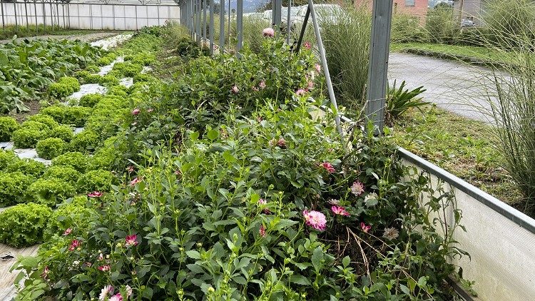 I fiori che accanto alle coltivazioni favoriscono la biodiversità 