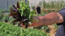 La fotografia dell'orto in carcere che ha vinto il premio social