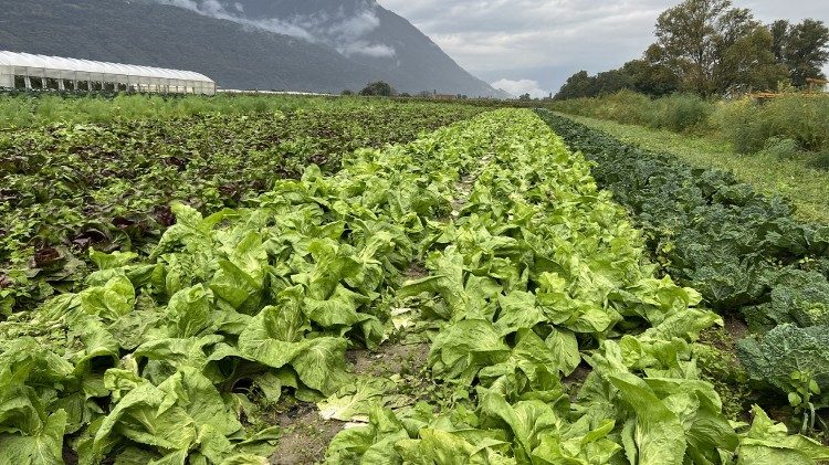 I campi coltivati dell'azienda agricola CatiBio